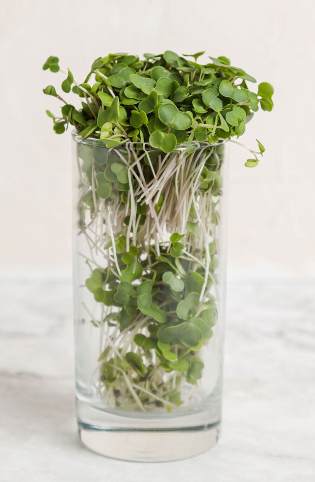 Kale Red Microgreens