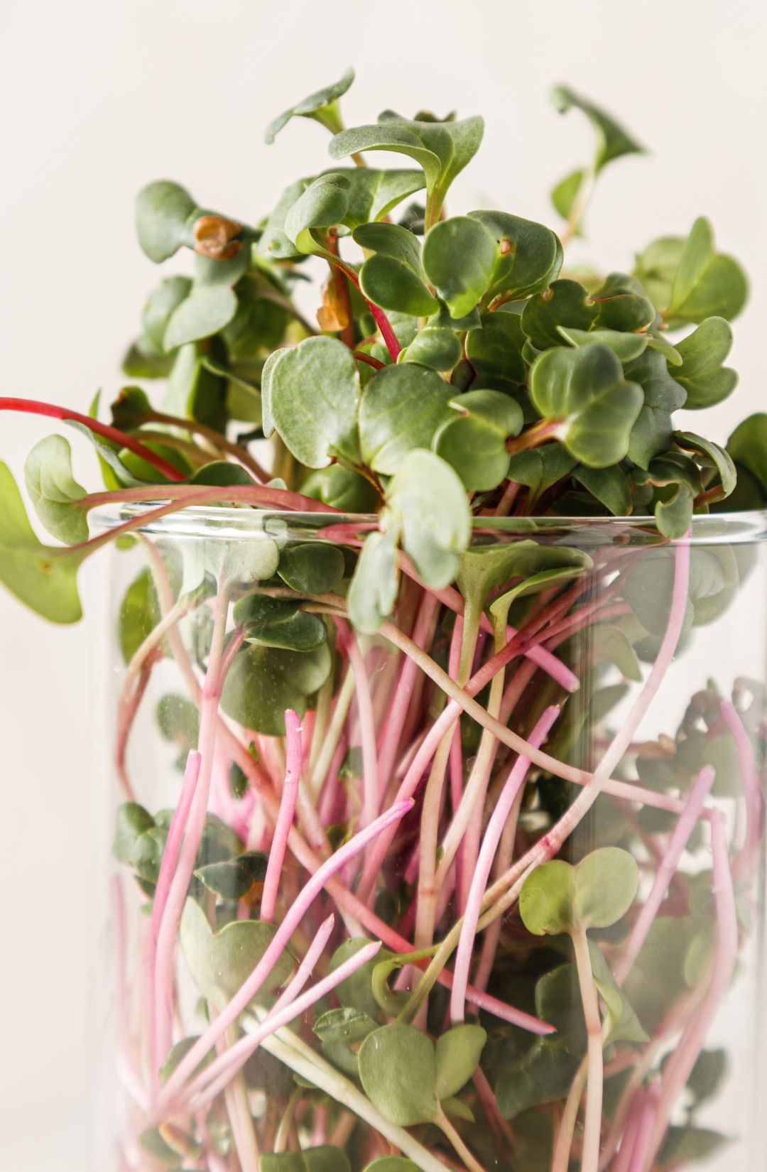 Ruby Stem Radish Microgreens