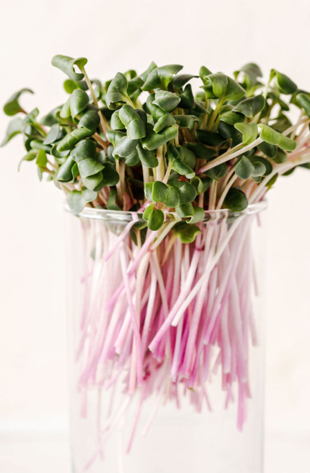 Triton Radish Microgreens